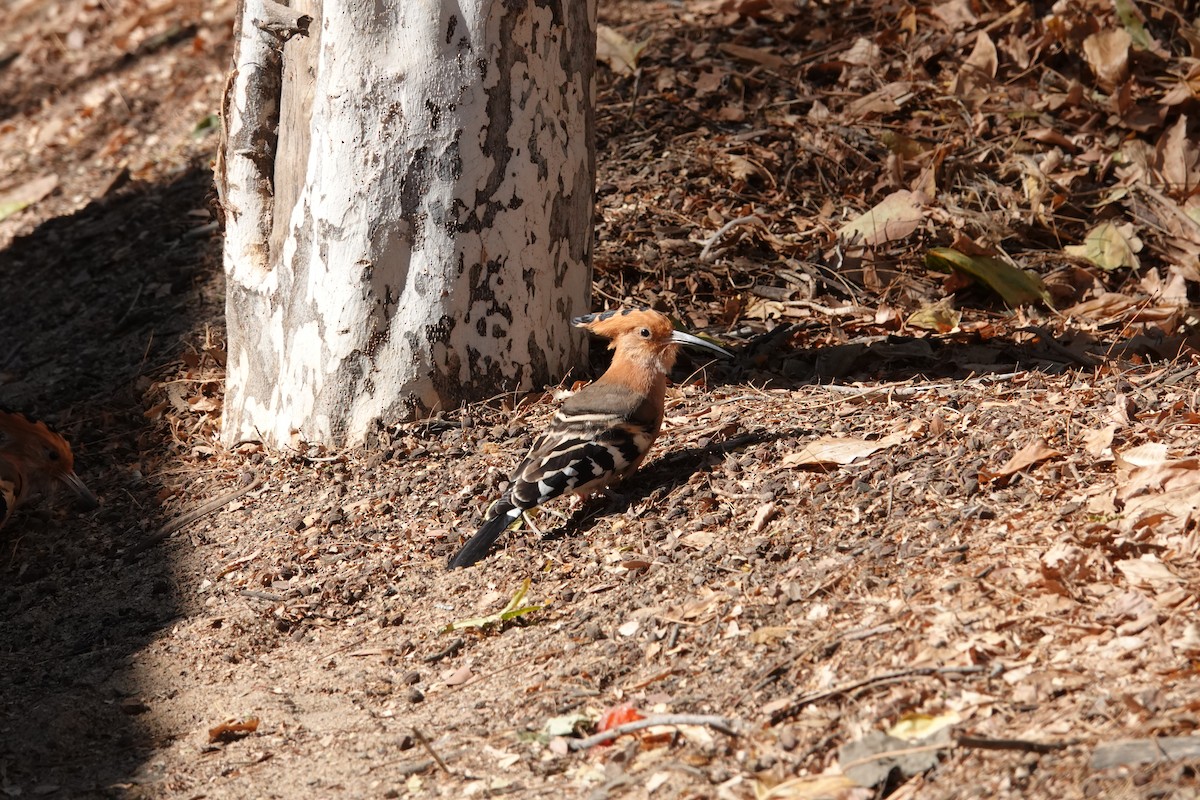 Madagascar Hoopoe - ML640239200