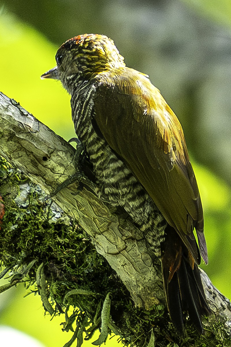 Blutbürzelspecht - ML640239269