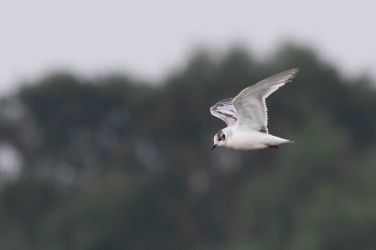 Little Gull - ML640239279