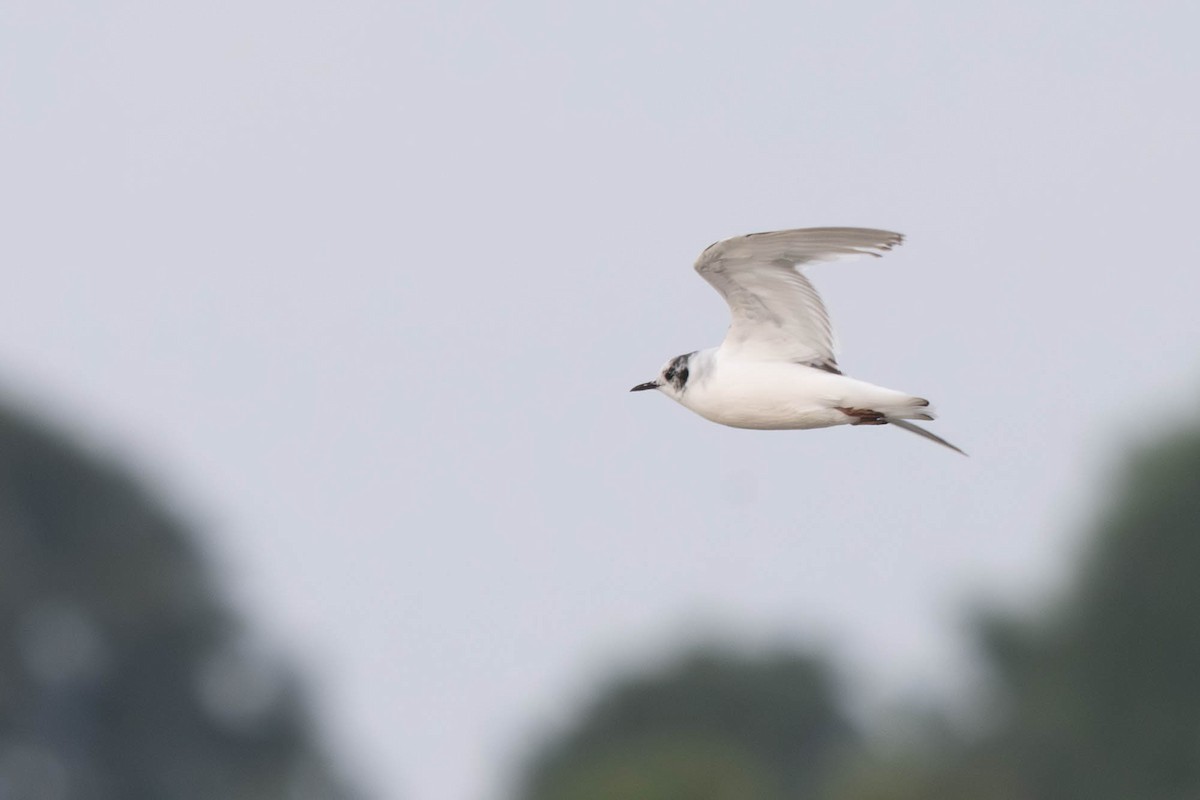 Little Gull - ML640239280