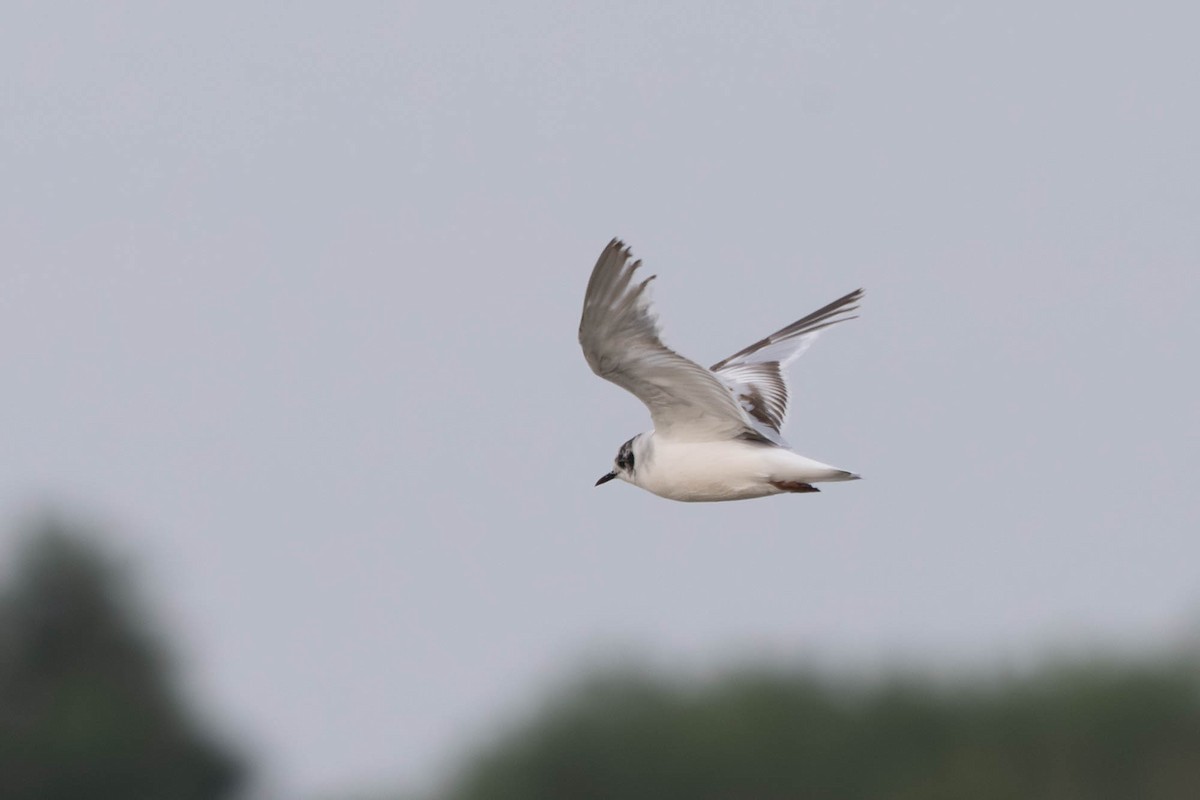 Little Gull - ML640239281