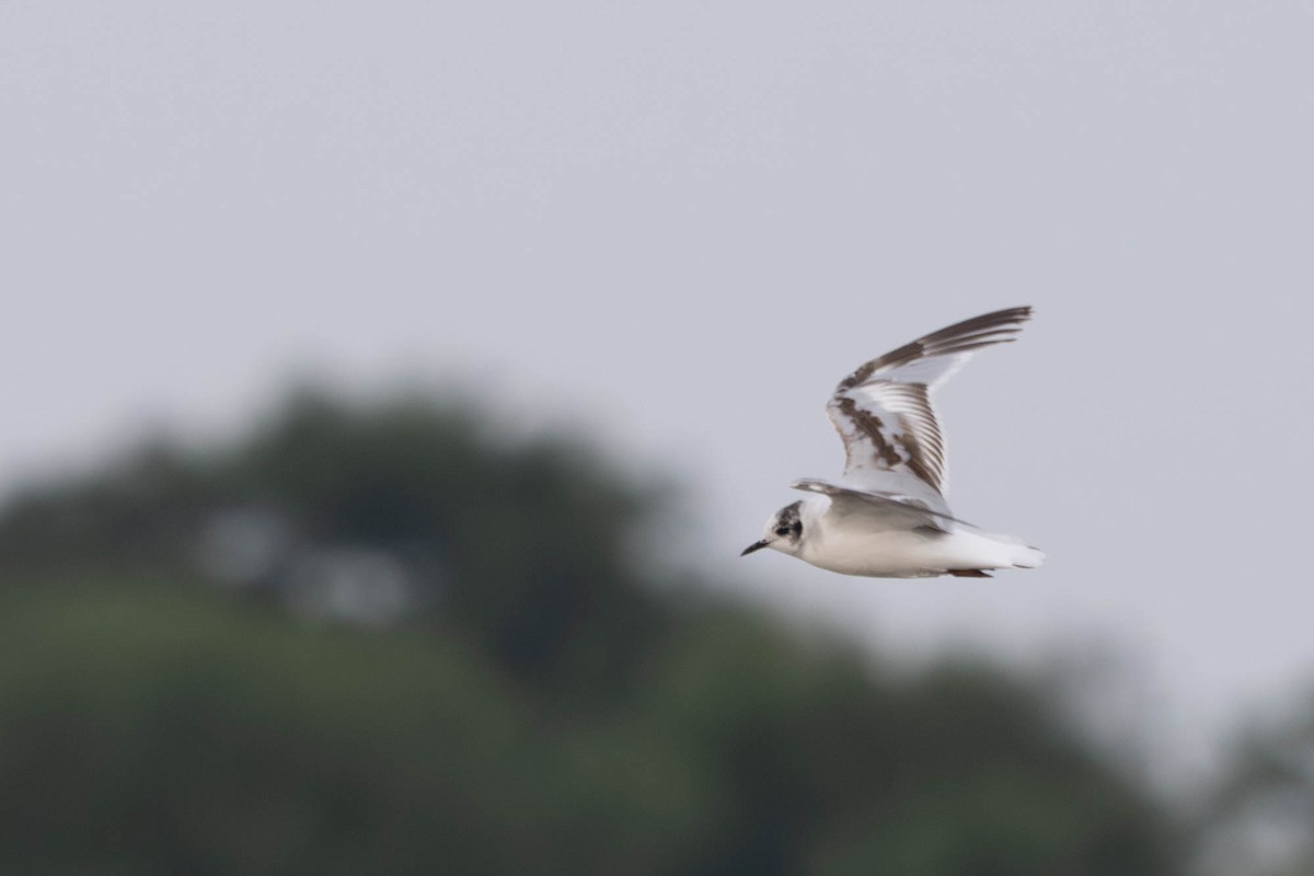 Little Gull - ML640239282