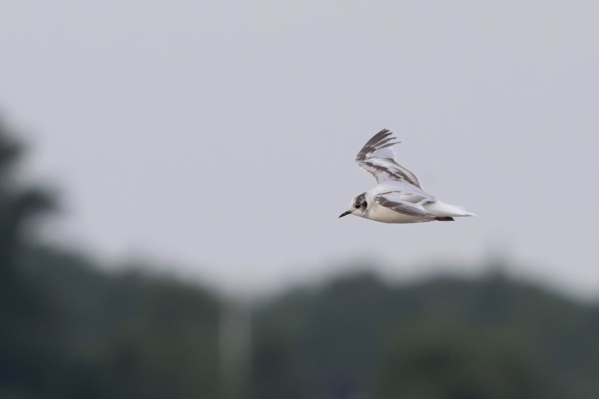 Little Gull - ML640239283