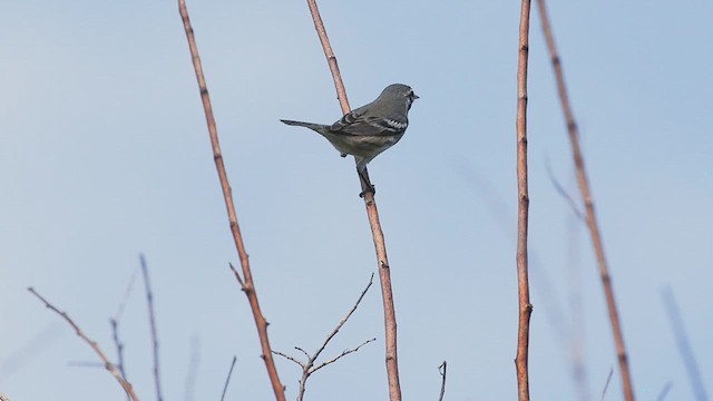 Yellow-throated Warbler - ML640239335