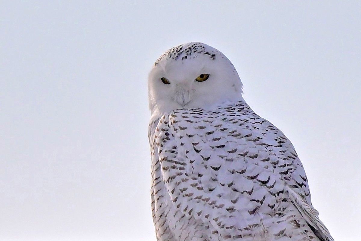 Snowy Owl - ML640239464
