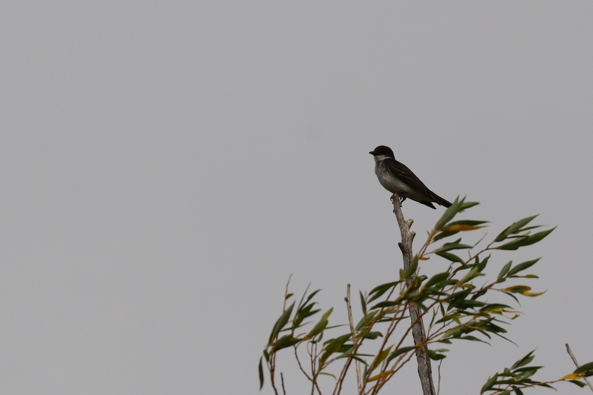 Eastern Kingbird - ML640239594