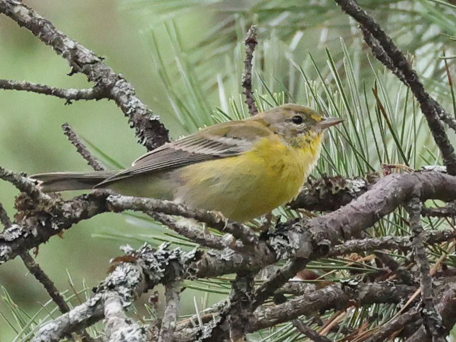 Pine Warbler - ML640239657