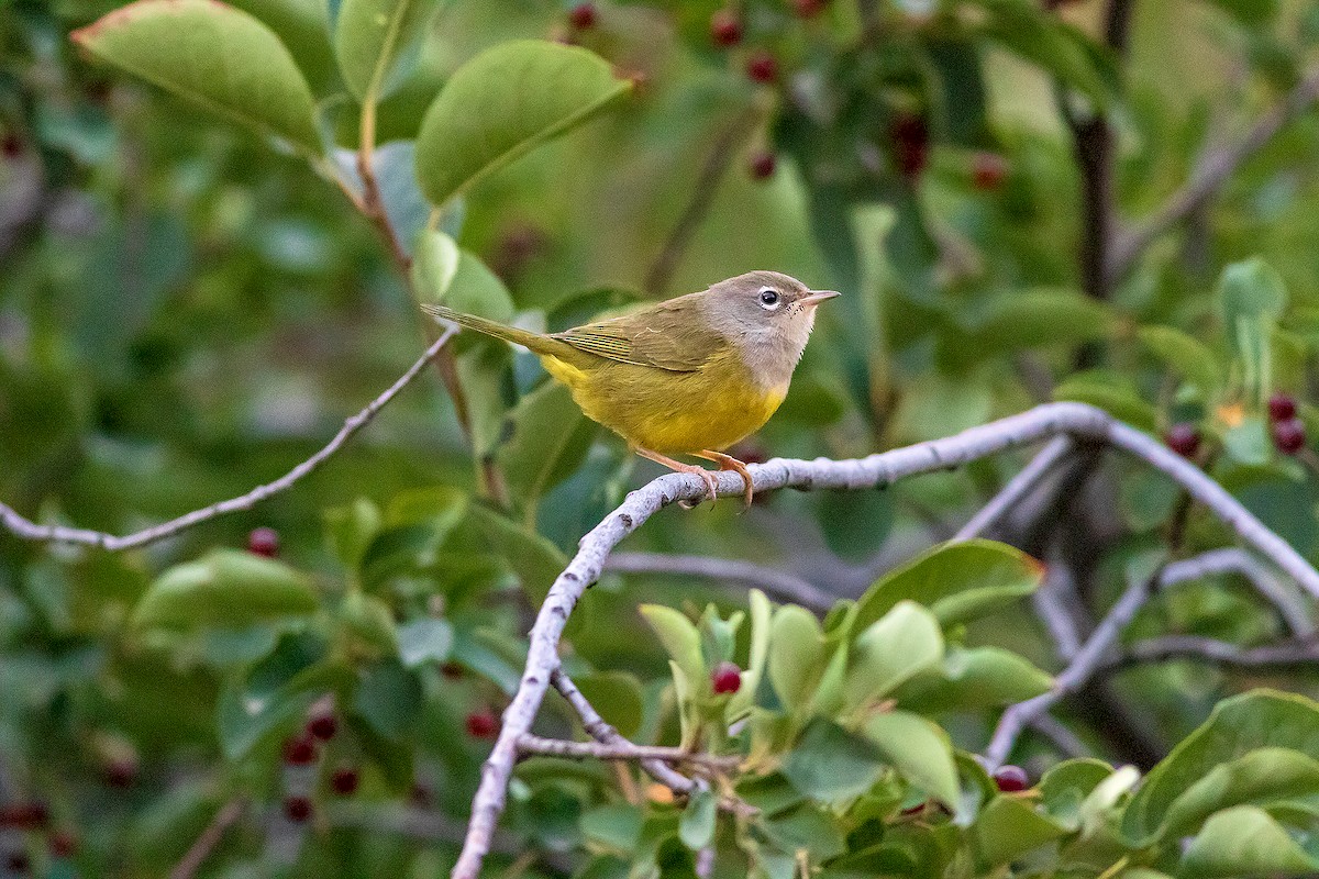MacGillivray's Warbler - ML640239666