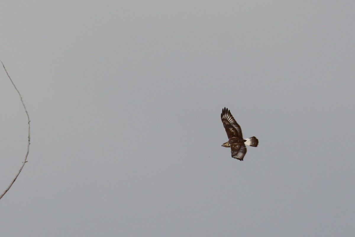 Ferruginous Hawk - ML640239707