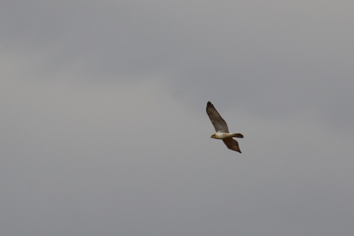 Ferruginous Hawk - ML640239709