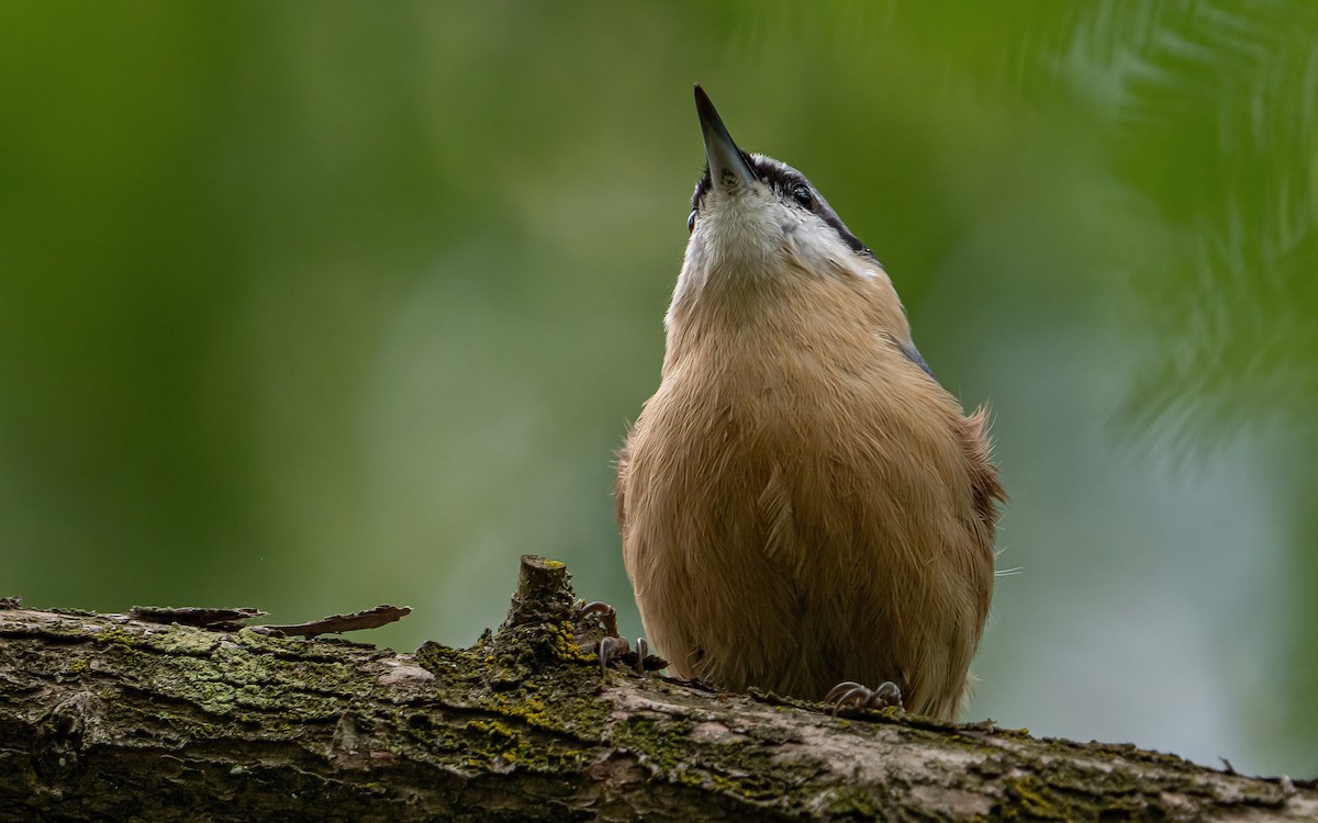 Eurasian Nuthatch (Western) - ML640239719