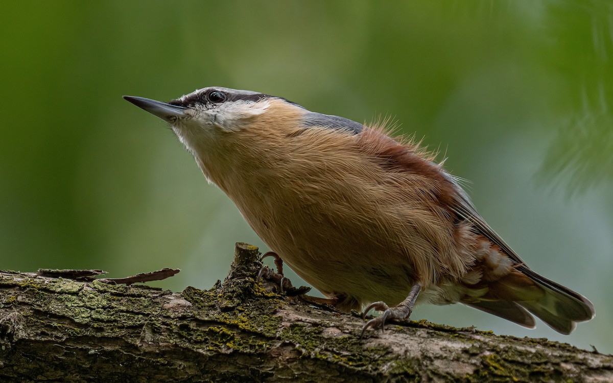 Eurasian Nuthatch (Western) - ML640239728