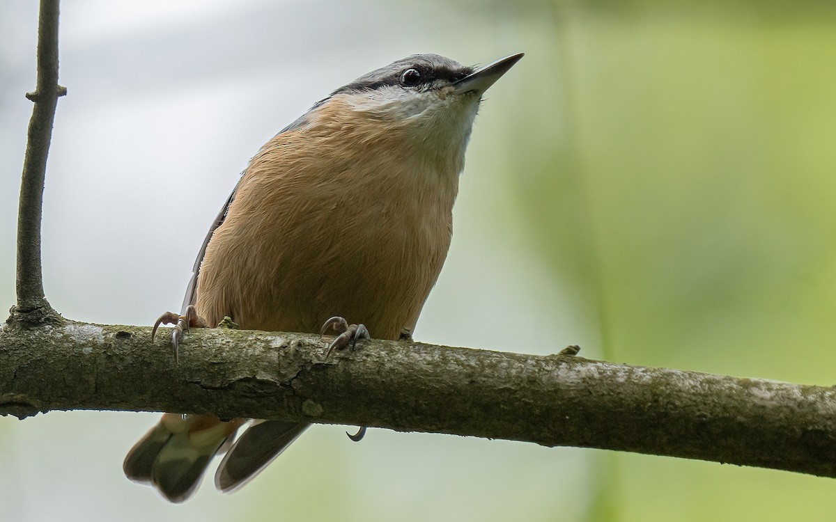 Eurasian Nuthatch (Western) - ML640239741