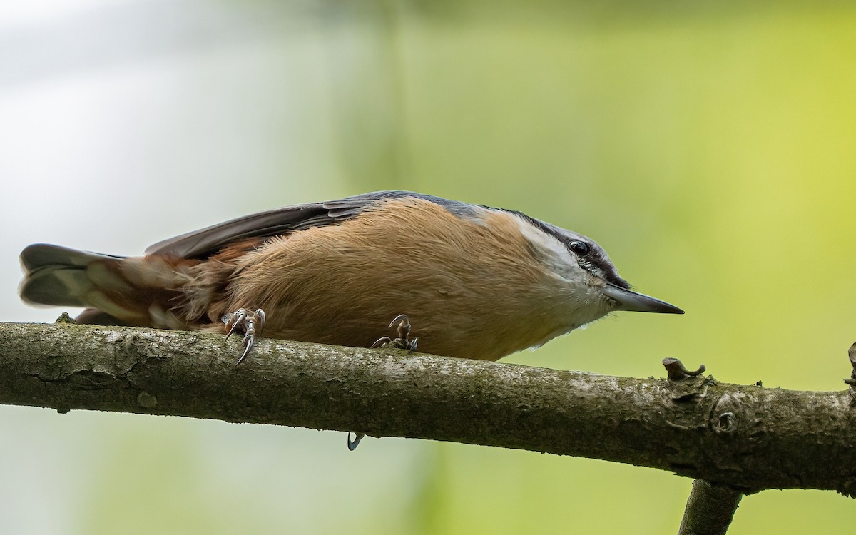 Eurasian Nuthatch (Western) - ML640239748