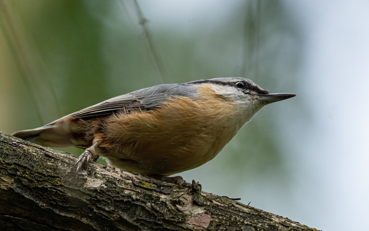 Eurasian Nuthatch (Western) - ML640239775