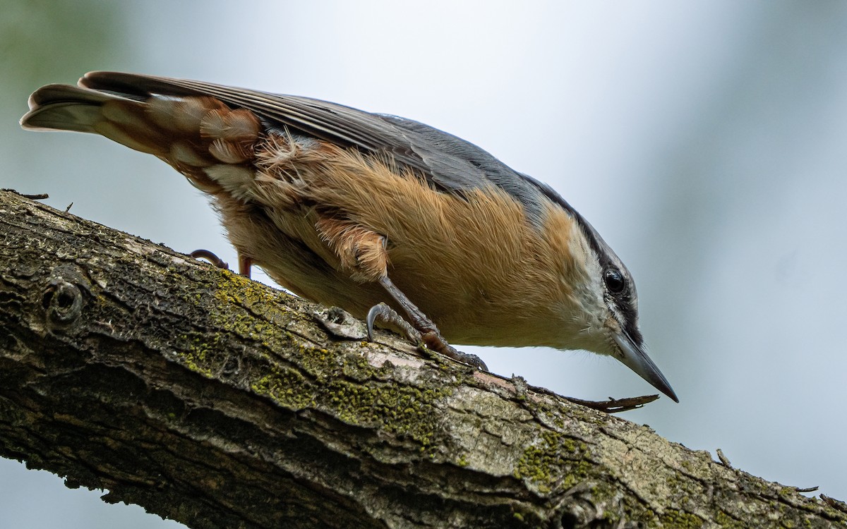 Eurasian Nuthatch (Western) - ML640239785