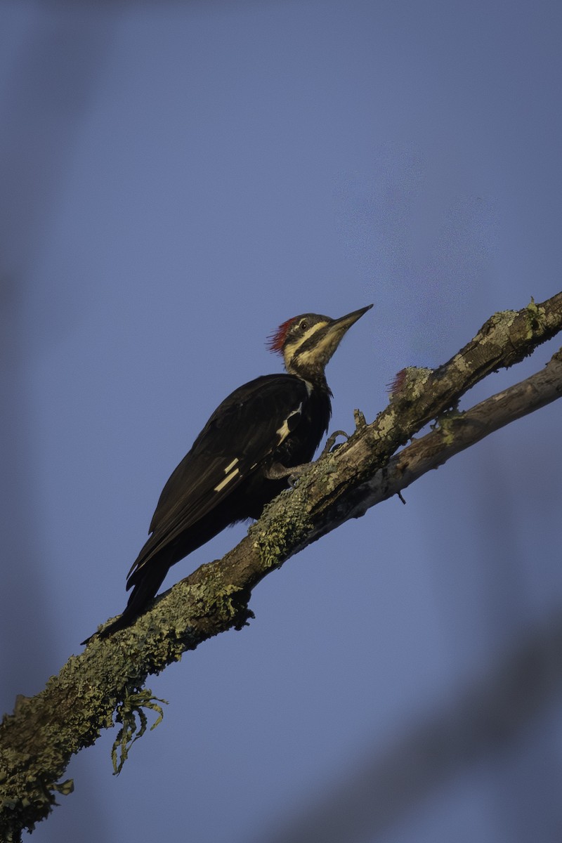 Pileated Woodpecker - ML640239788