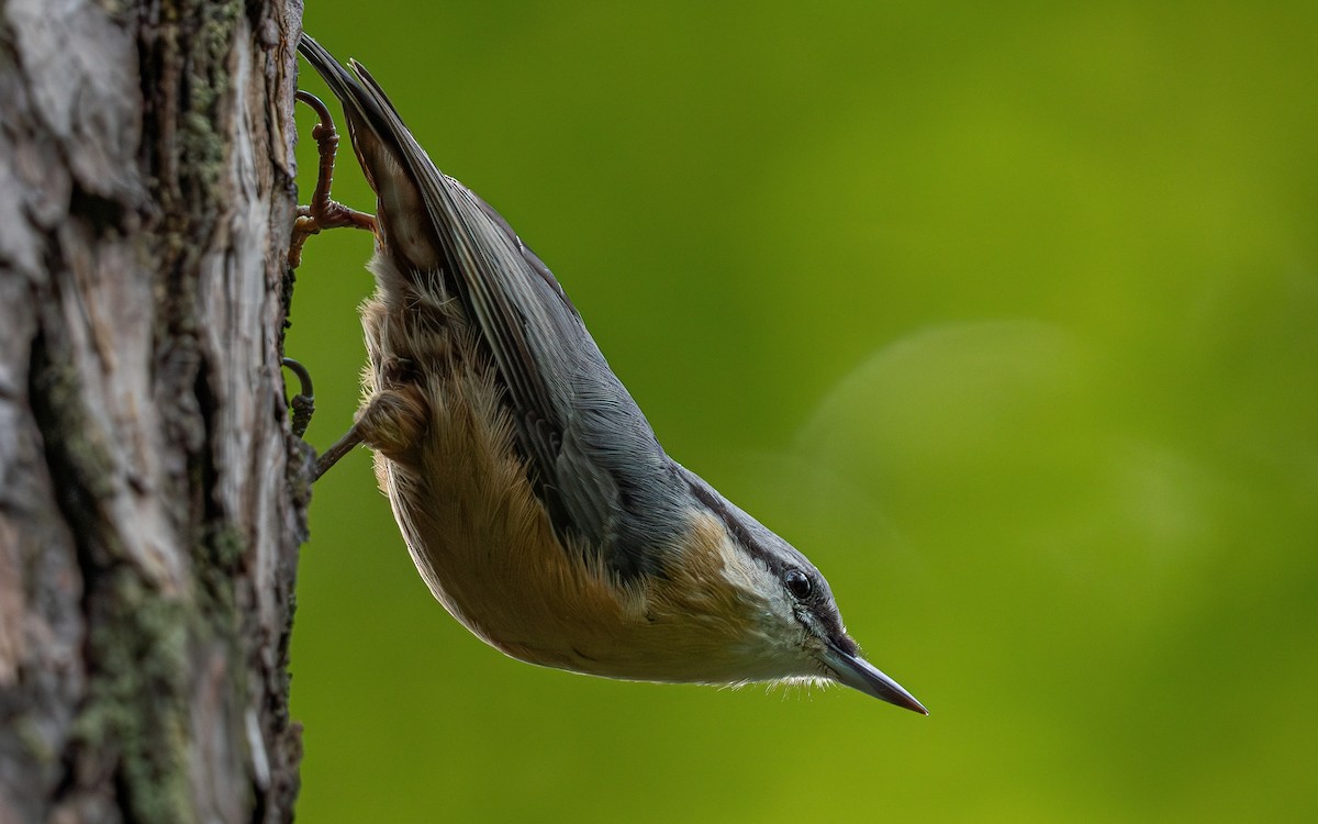 Eurasian Nuthatch (Western) - ML640239805