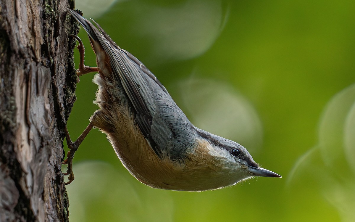 Eurasian Nuthatch (Western) - ML640239816