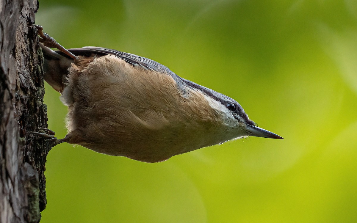 Eurasian Nuthatch (Western) - ML640239824