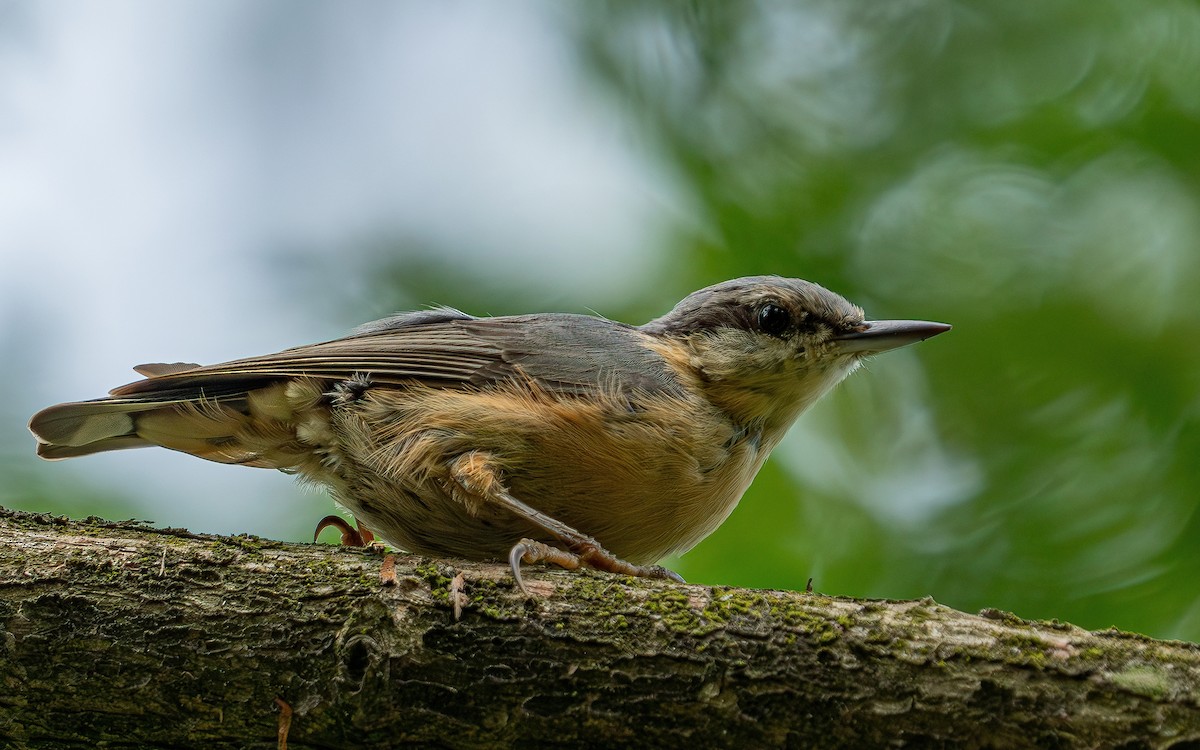 Eurasian Nuthatch (Western) - ML640239842