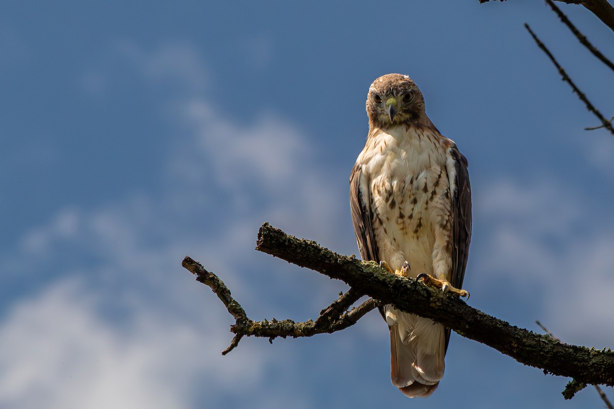 Red-tailed Hawk (borealis) - ML640239903