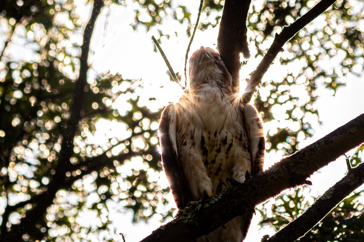 Red-tailed Hawk (borealis) - ML640239904