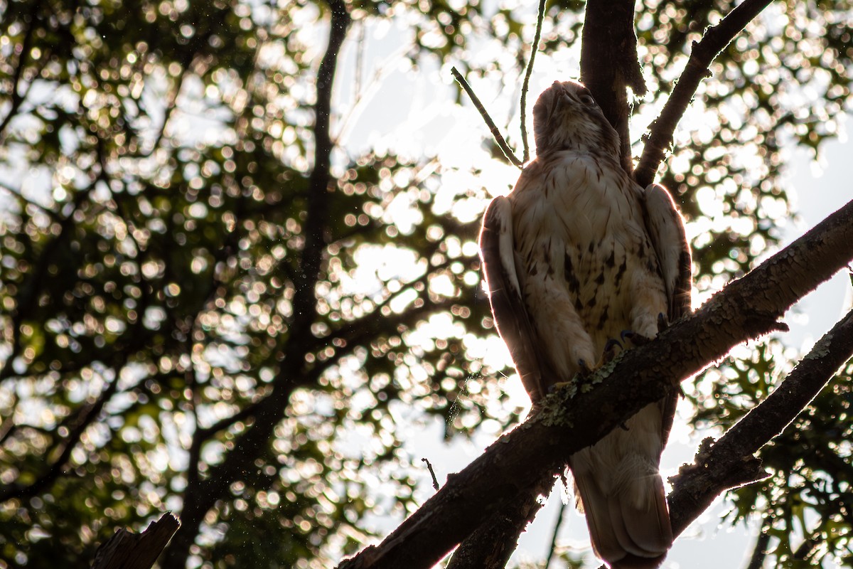 Red-tailed Hawk (borealis) - ML640239905