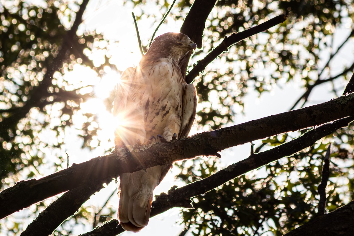 Red-tailed Hawk (borealis) - ML640239906