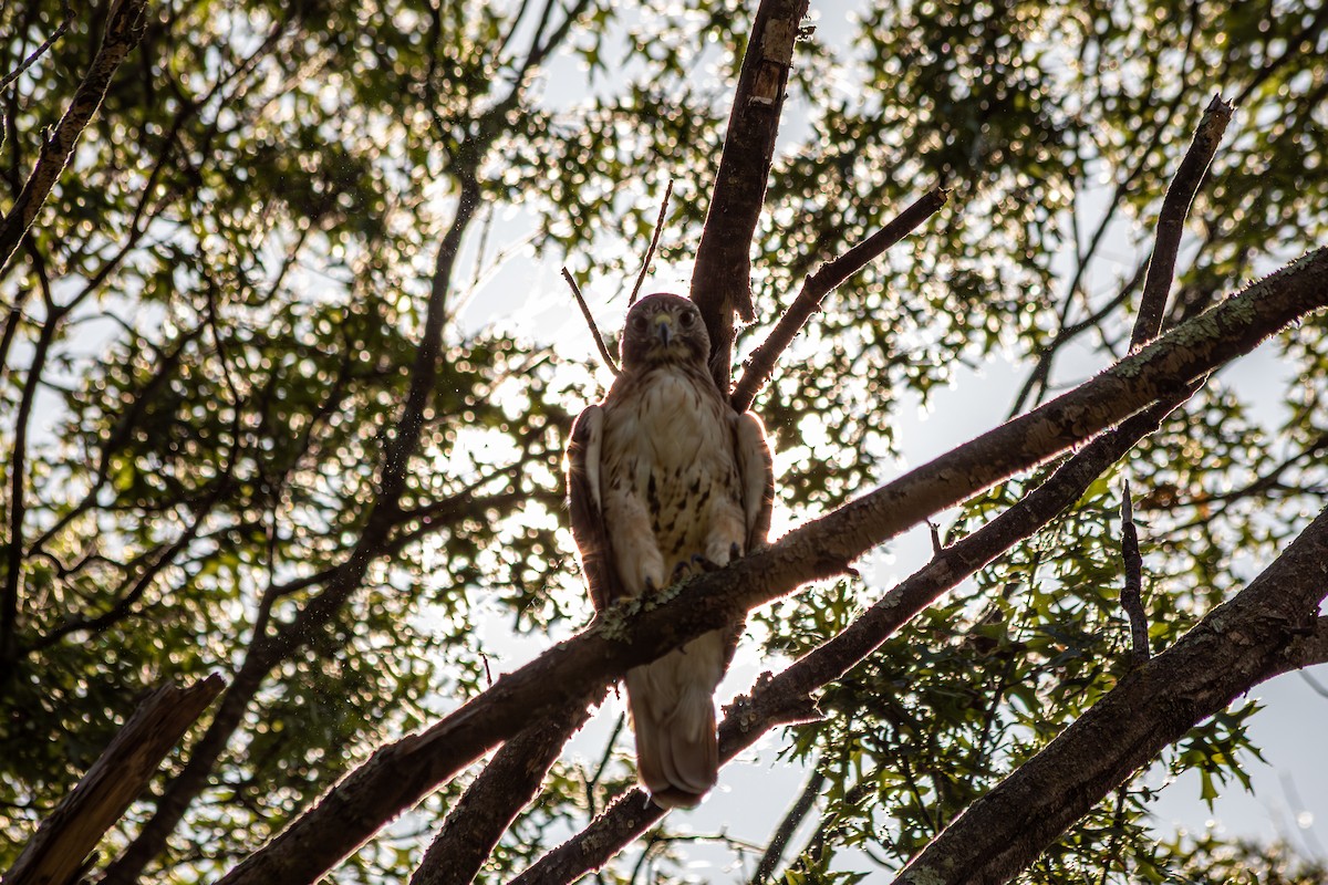 Red-tailed Hawk (borealis) - ML640239907