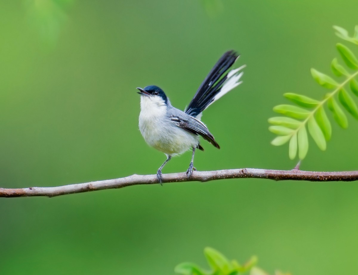 Gobemoucheron tropical (atricapilla) - ML640239968