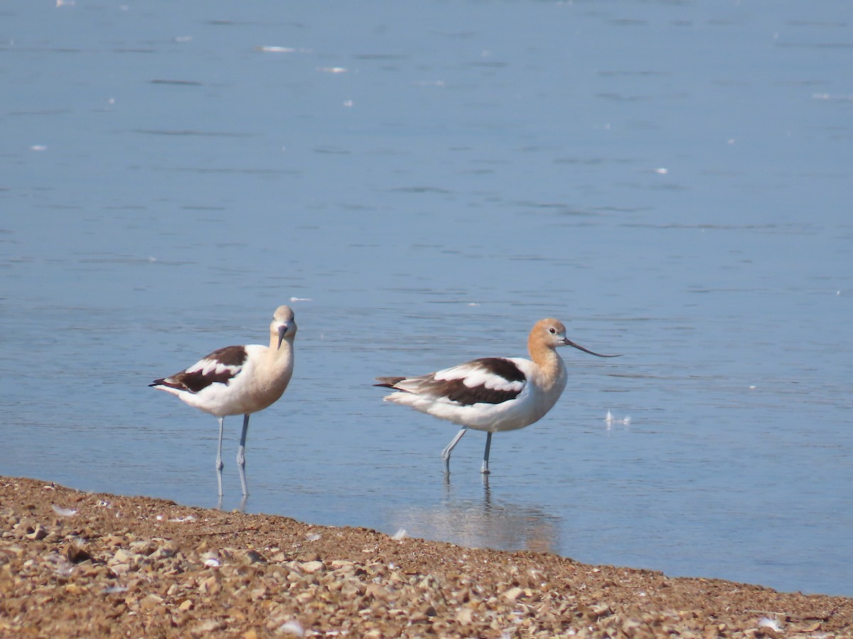 American Avocet - ML640239988