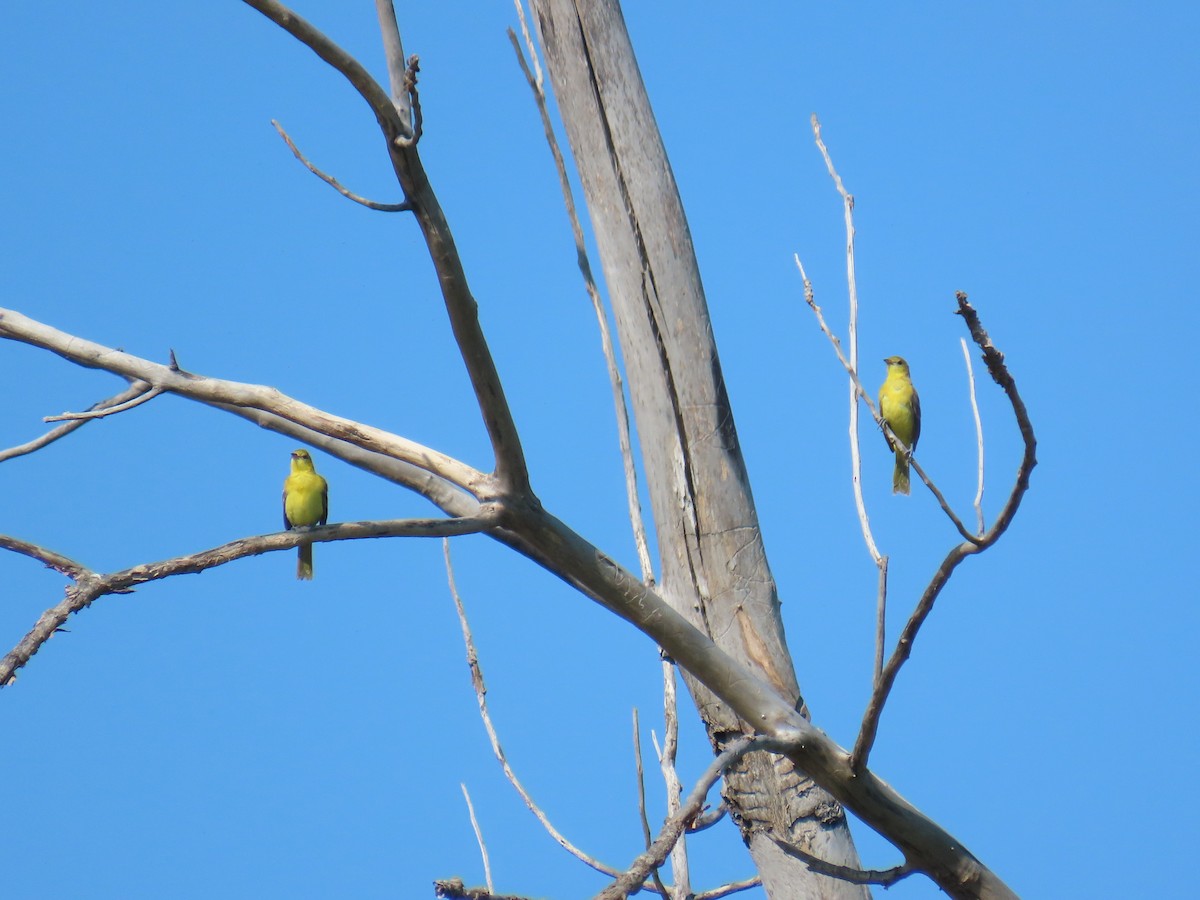 Orchard Oriole - ML640239999