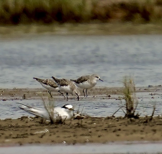 Red-necked Stint - ML640240013