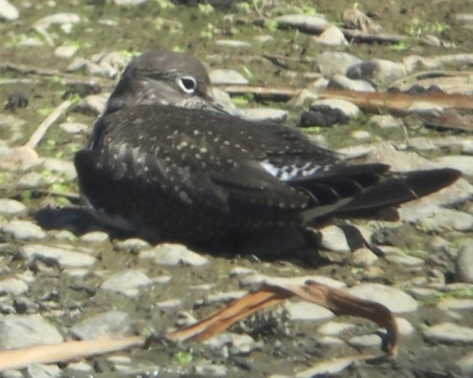 Solitary Sandpiper - ML640240015