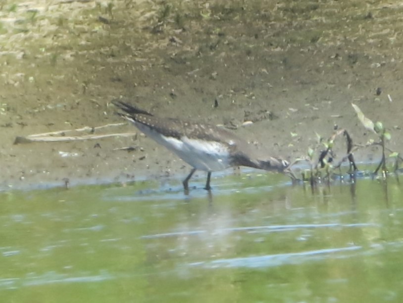 Solitary Sandpiper - ML640240018