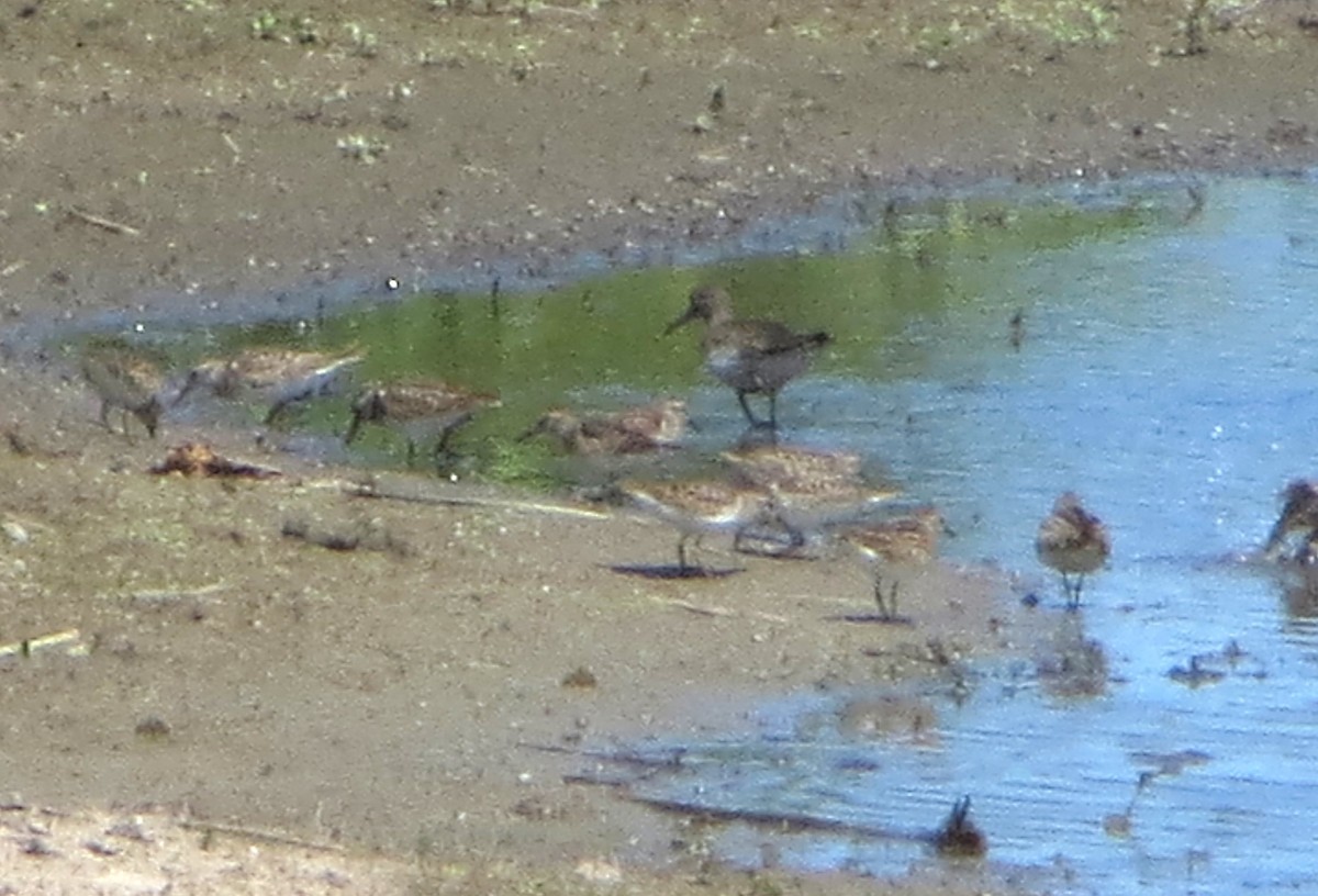 Least Sandpiper - ML640240020