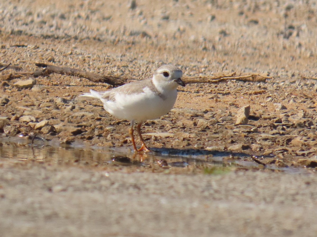 Piping Plover - ML640240021