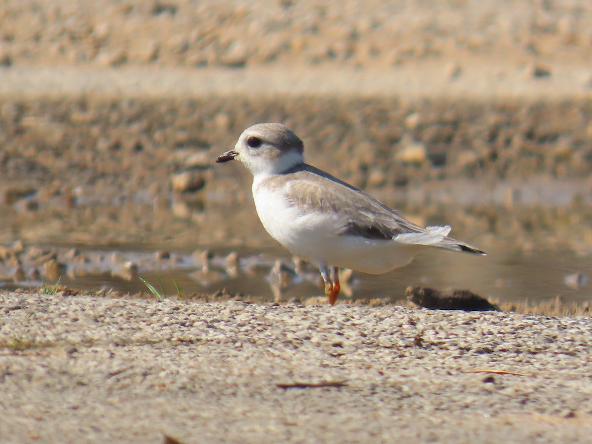 Piping Plover - ML640240023