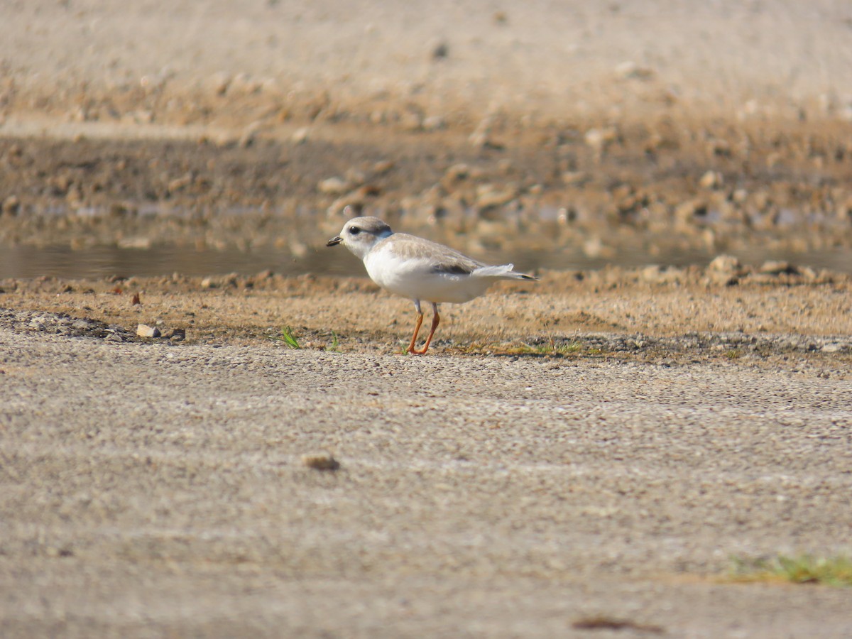 Piping Plover - ML640240024
