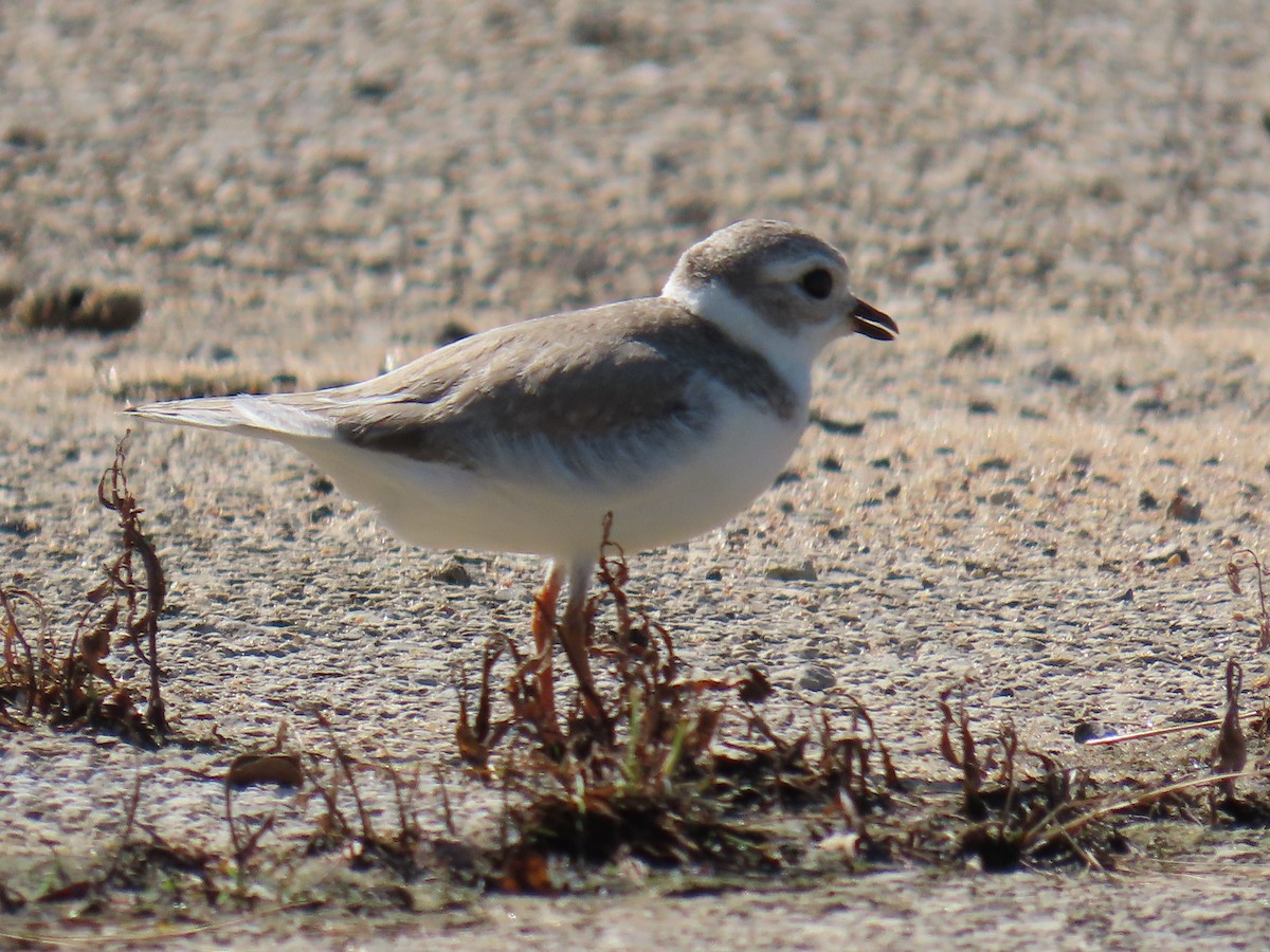 Piping Plover - ML640240025