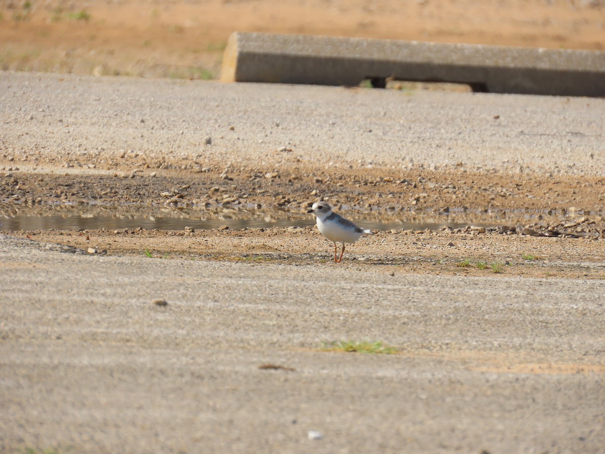 Piping Plover - ML640240026