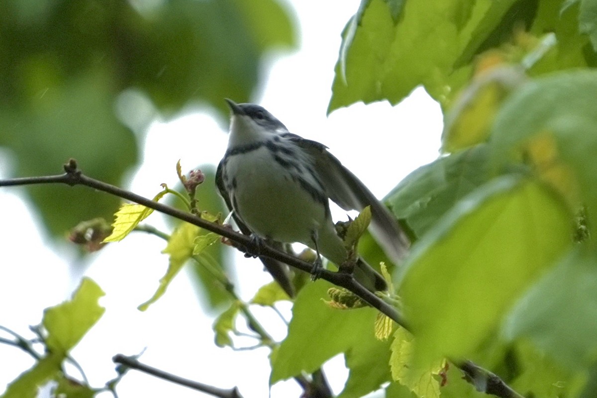 Cerulean Warbler - ML640240032