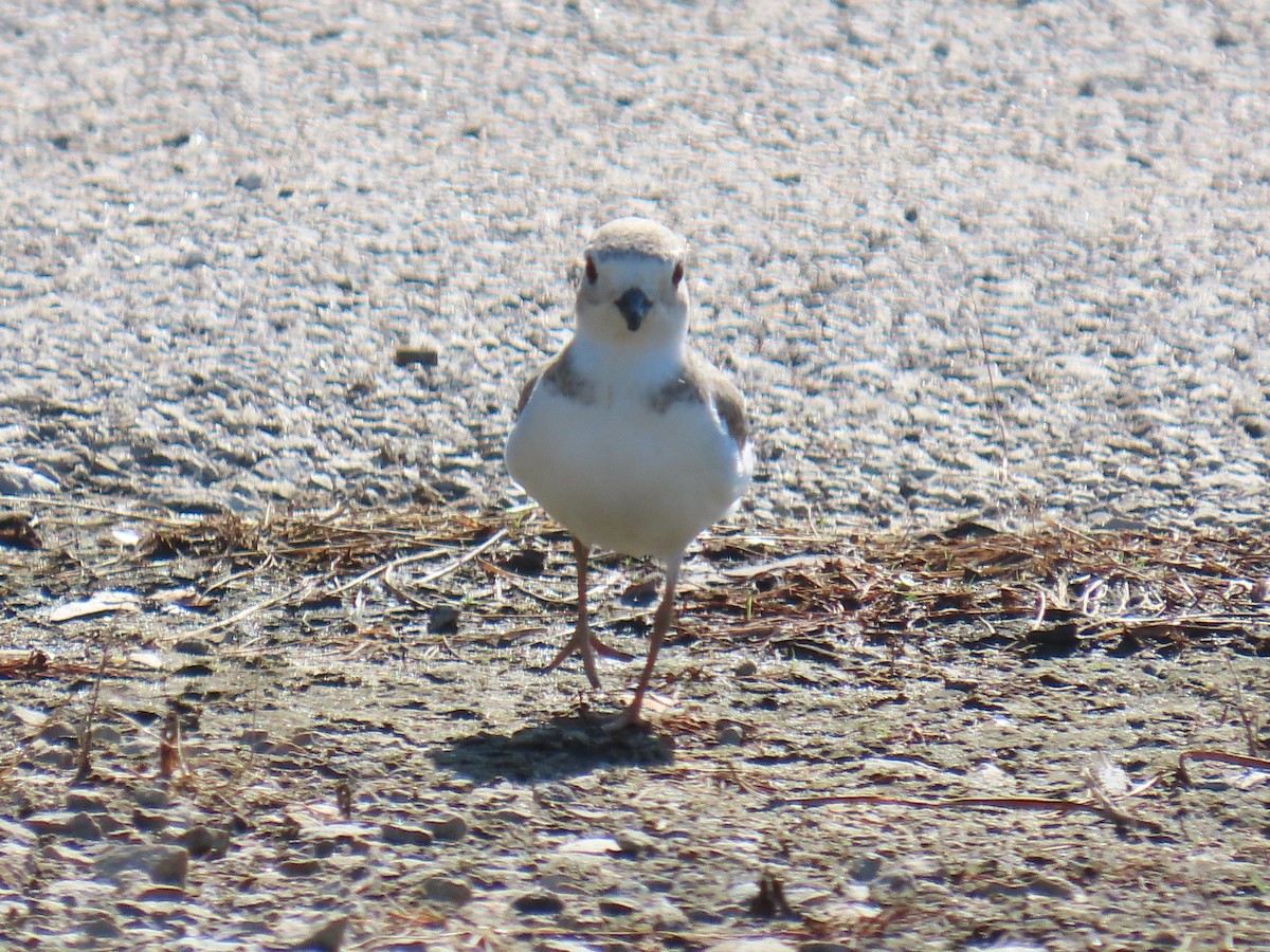 Piping Plover - ML640240049