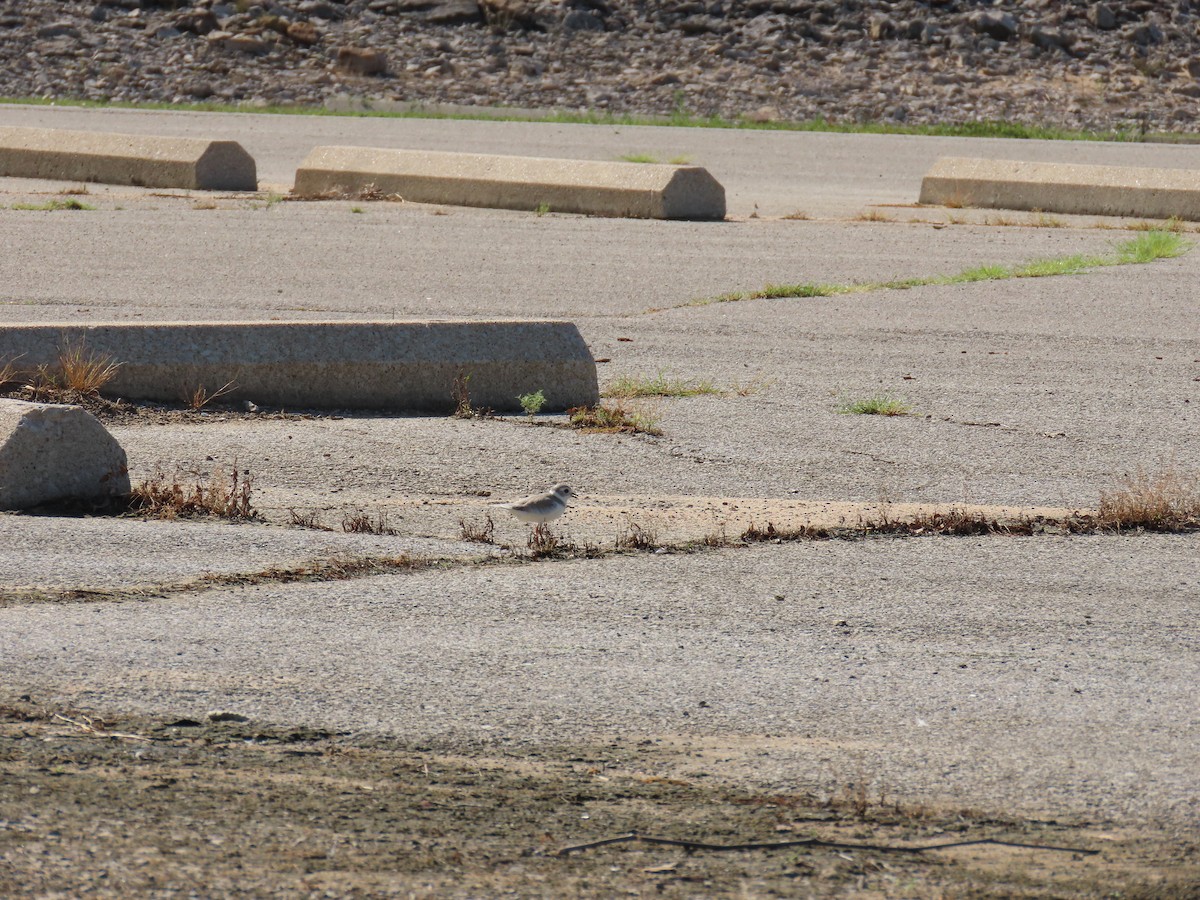 Piping Plover - ML640240050