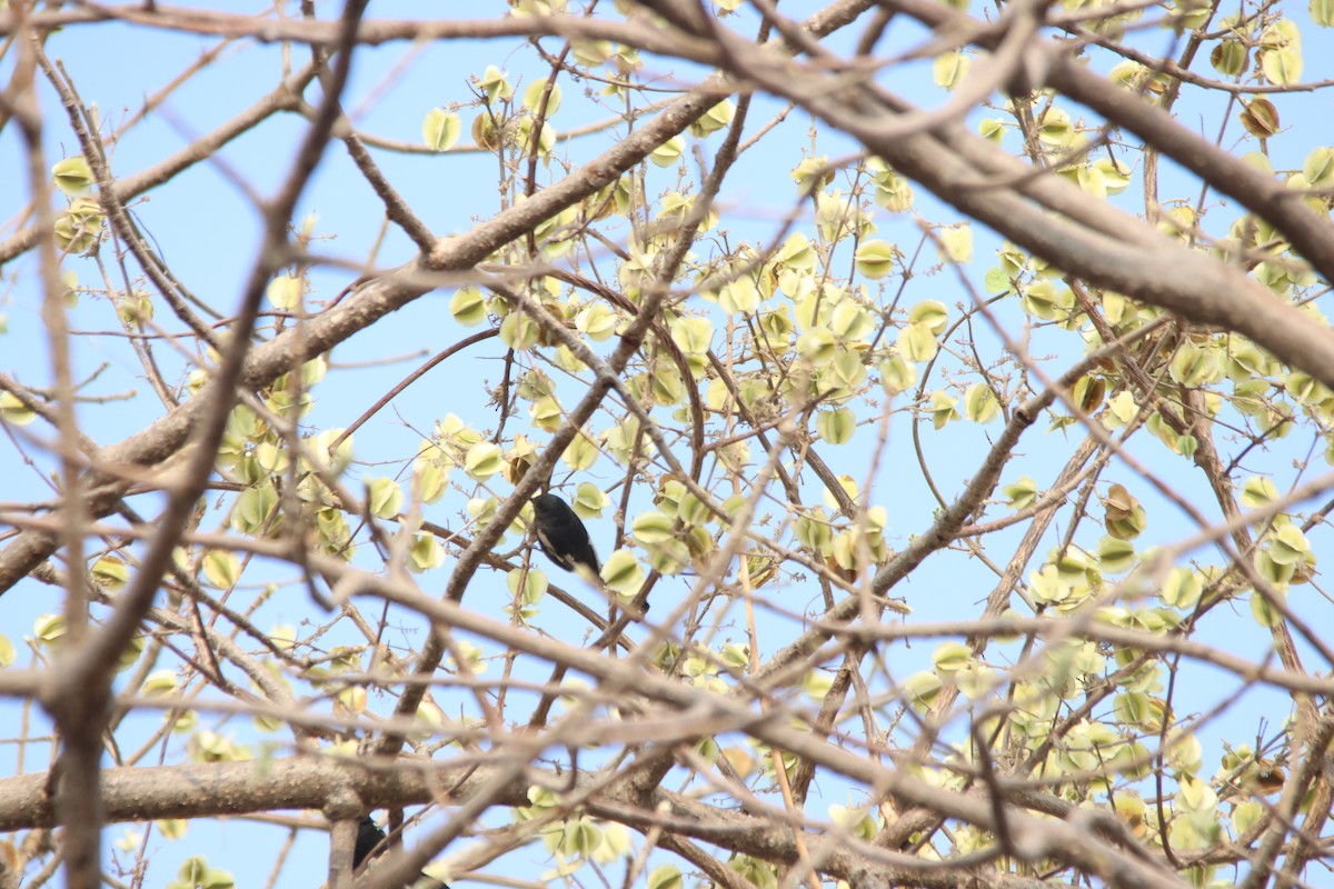 Southern Black-Tit - ML640240069