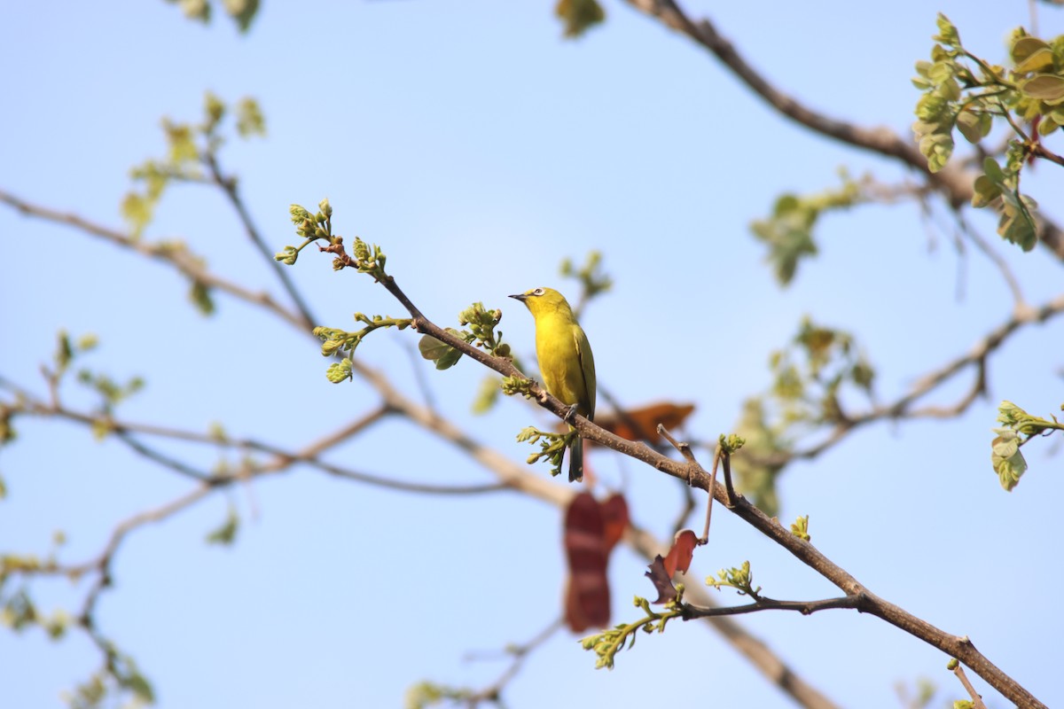 Südbrillenvogel - ML640240096