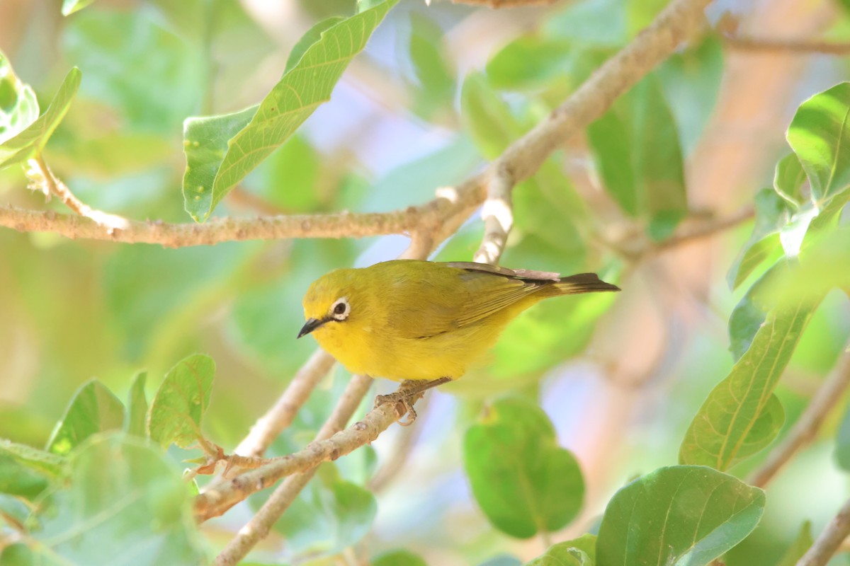 Südbrillenvogel - ML640240097