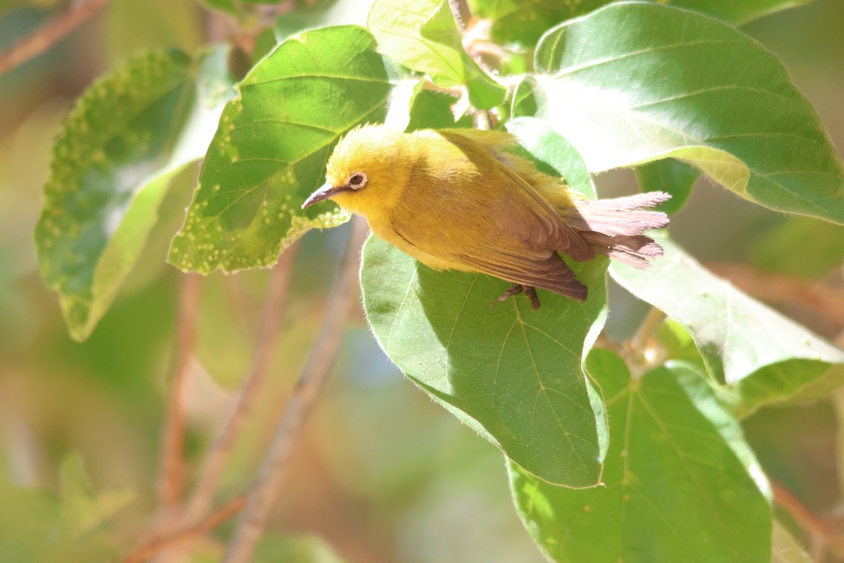 Südbrillenvogel - ML640240098