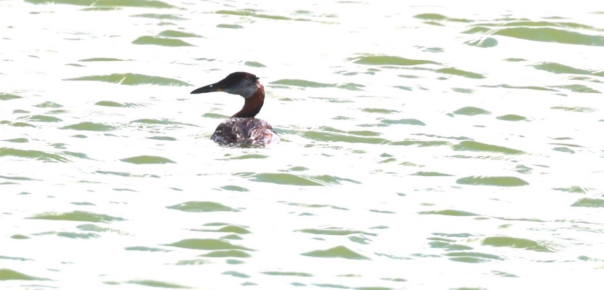 Red-necked Grebe - ML640240106